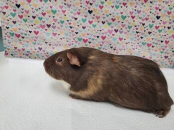 Rescue Guinea Pig Guinea Pigs for Adoption in Maumee, Ohio - Cosmo | PetCurious